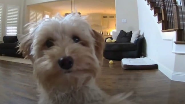 Cachorro olhando para câmera