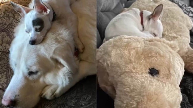 Cachorro de luto se apega a cão de pelúcia Cachorro de luto se apega a cão de pelúcia