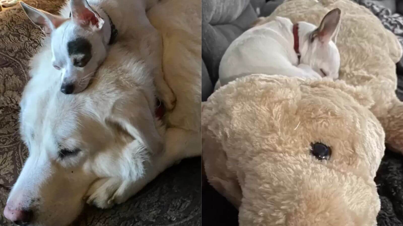 Cachorro de luto se apega a cão de pelúcia