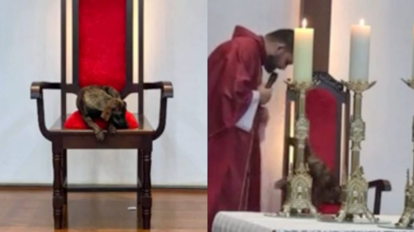 Cachorro em missa
