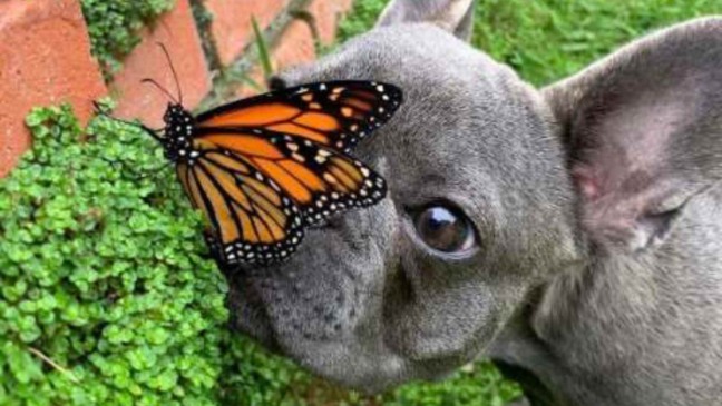 (Foto: Reprodução/catiororeflexivo)