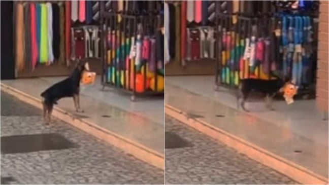 Cachorro com urso de pelúcia