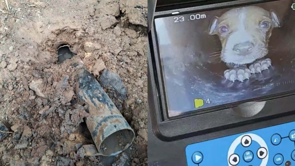 Foto: Kloof and Highway SPCA