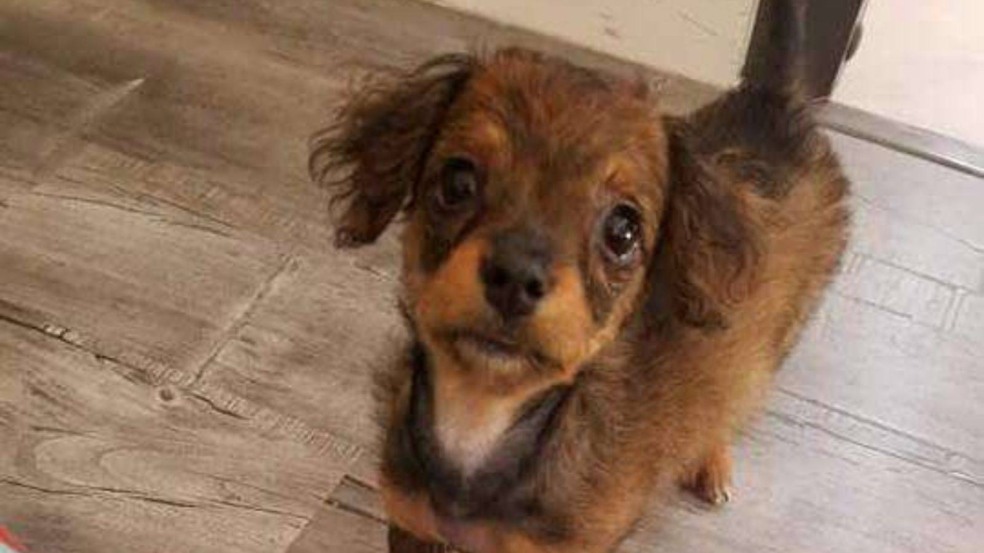 (Foto: Reprodução/catiororeflexivo)