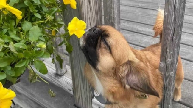 Cachorro cheirando flores