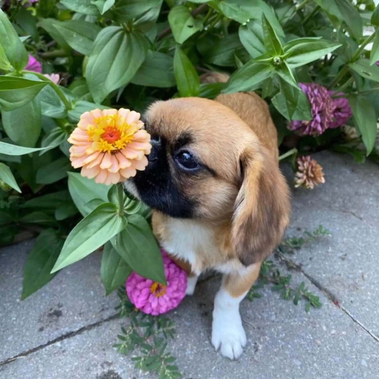 Cachorro cheirando flores