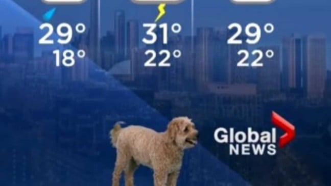 Cachorro durante transmissão de previsão do tempo