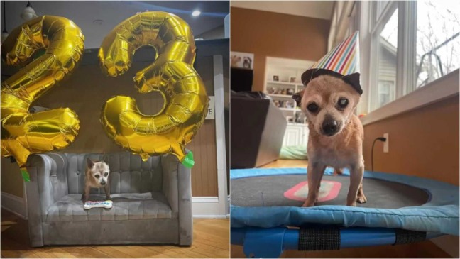 Aniversário de cachorro
