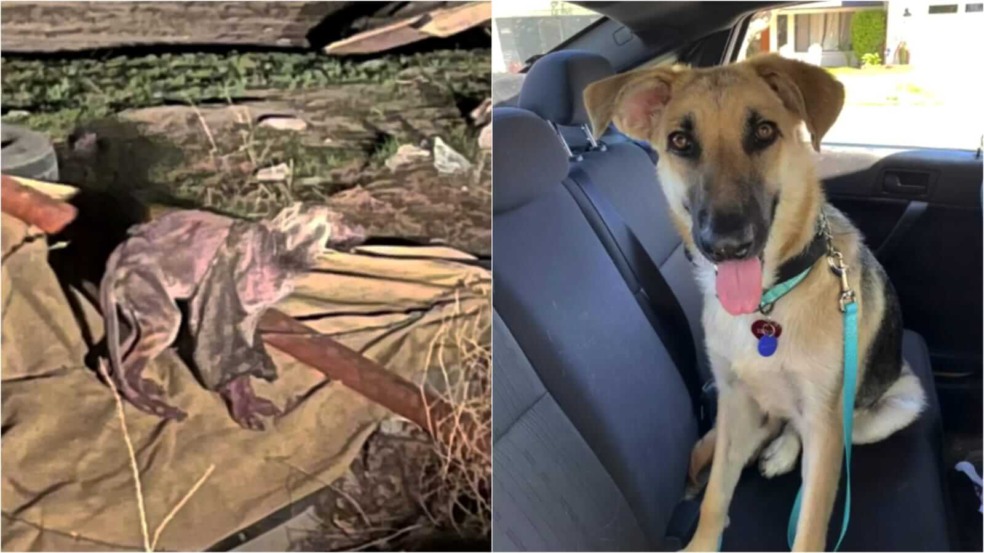 Antes e depois de cachorro resgatado