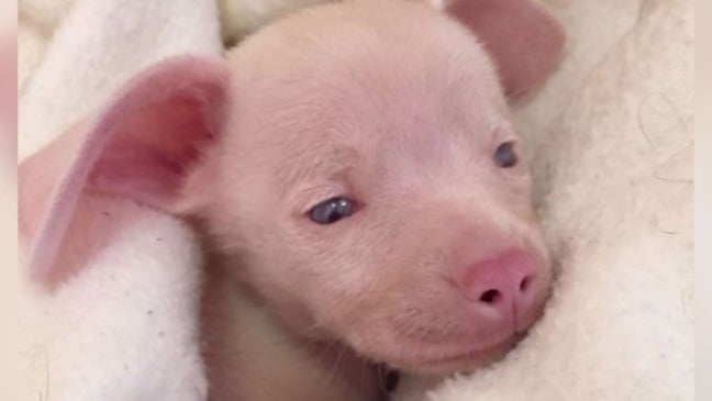 (Foto: Instagran/@pinkpigletpuppy)