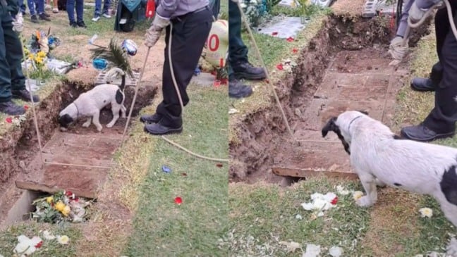 Crispín em cima da lápide do dono