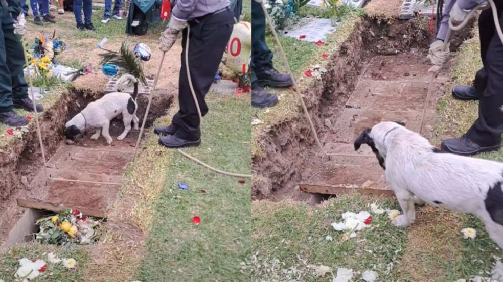 Crispín em cima da lápide do dono Crispín em cima da lápide do dono