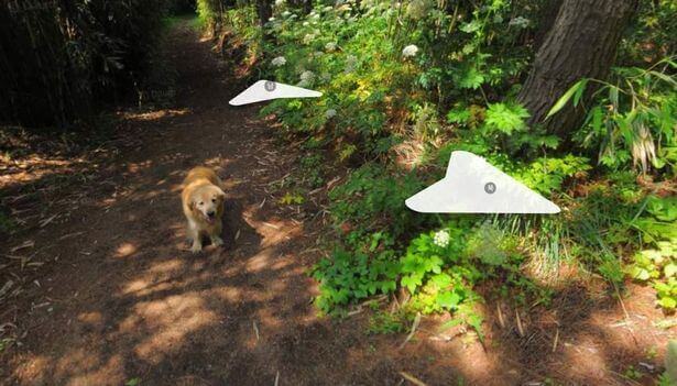 Cachorro segue carro do Google Maps