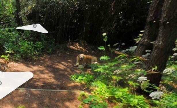 Cachorro segue carro do Google Maps