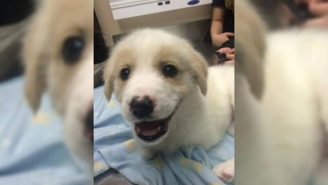 Cachorrinho é abandonado no lixo, ganha uma nova família