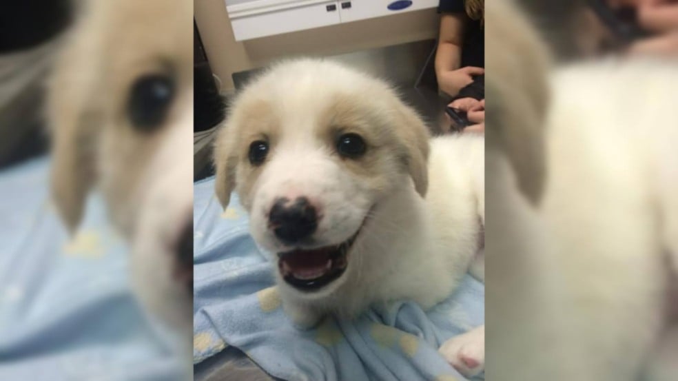 Cachorrinho é abandonado no lixo, ganha uma nova família