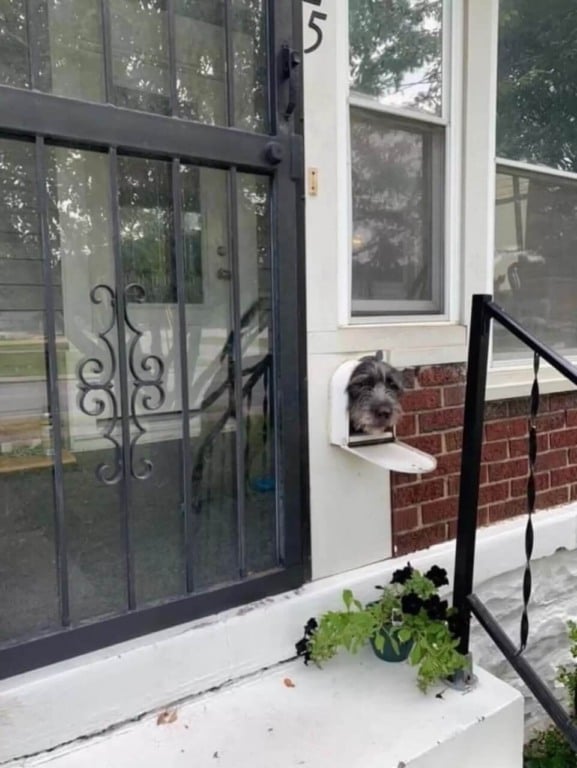 Cachorro com cabeça em caixa de correios