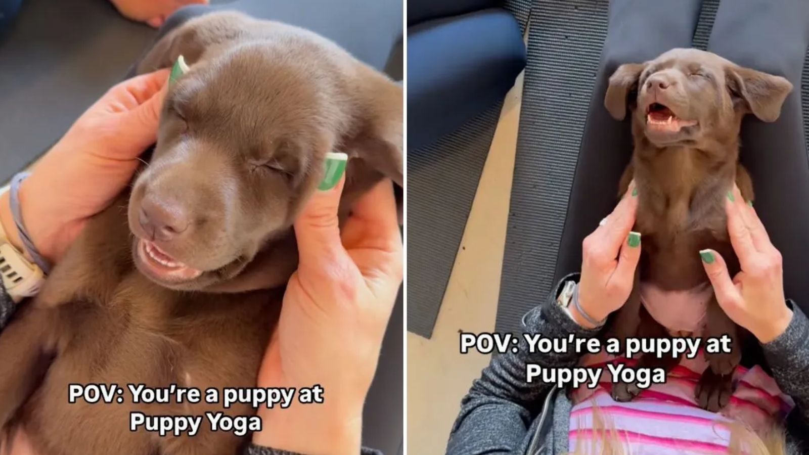 Cachorrinho no Puppy Yoga