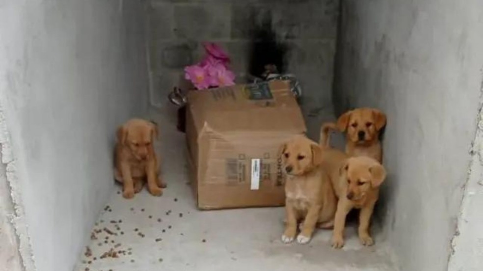 (Foto: Divulgação/AndaJr)