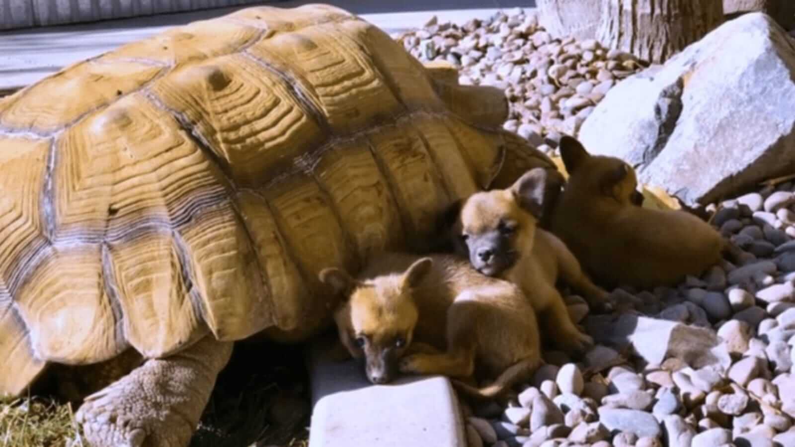 Cachorros filhotes e tartaruga