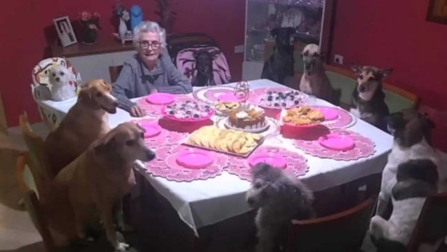 Festa de aniversário com cachorros