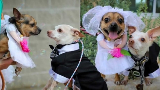 Casamento de cachorros chihuahuas