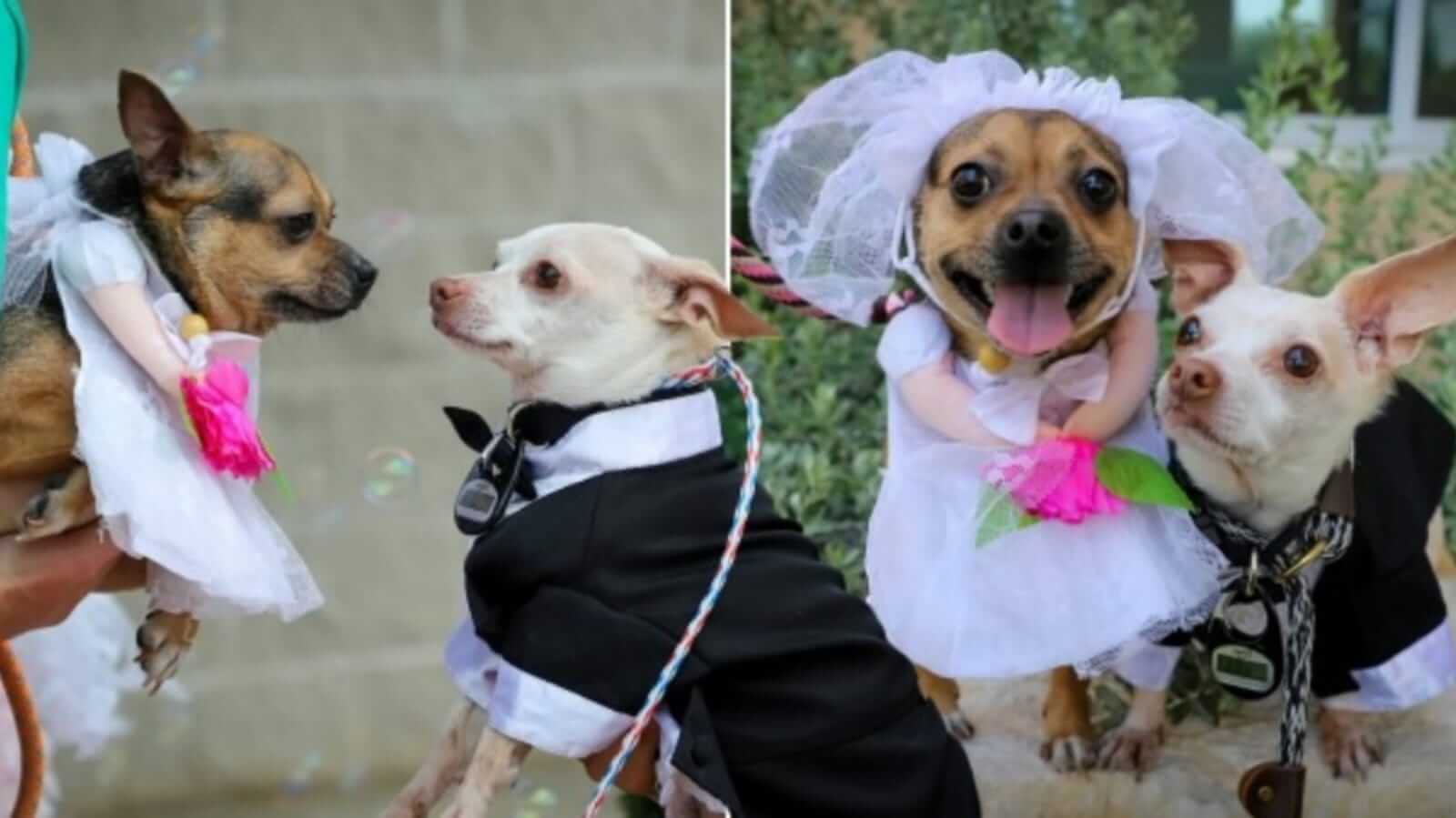 Casamento de cachorros chihuahuas