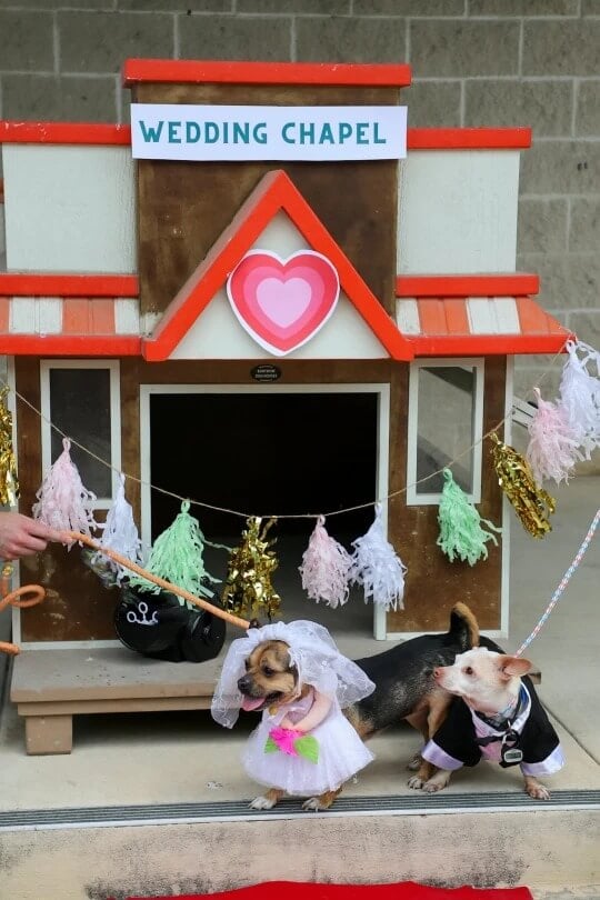 Casamento de cachorros chihuahuas