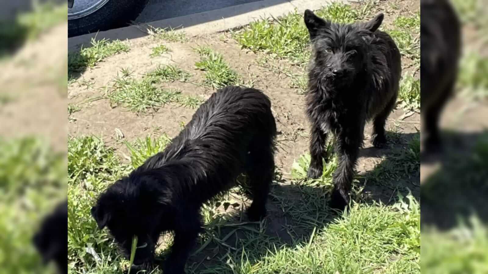 Cachorros resgatados