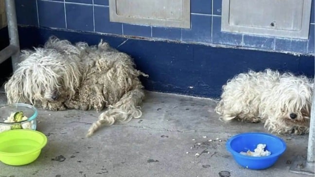 Foto: Reprodução/Suzette Hall/The Dodo