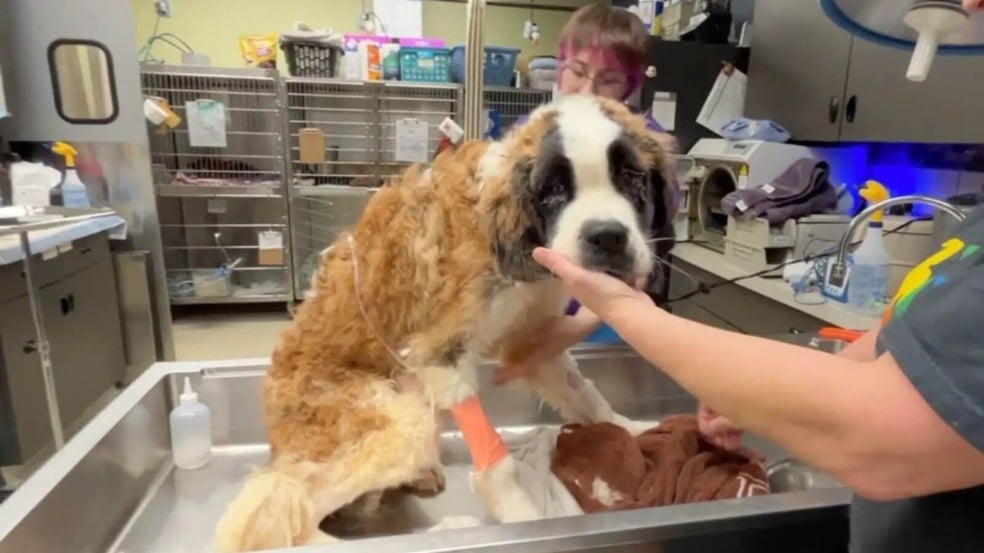 Foto: Reprodução/Facebook/Stray Rescue of St. Louis