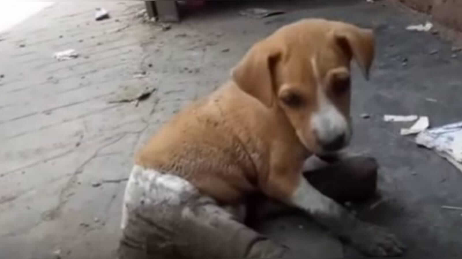 Cachorro no chão com patas enfaixadas