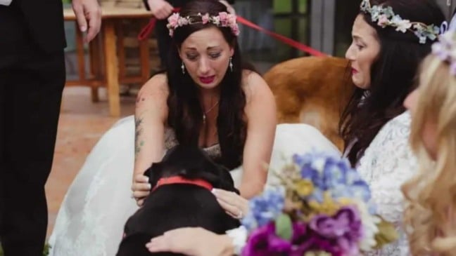 Noiva fazendo carinho em cachorro