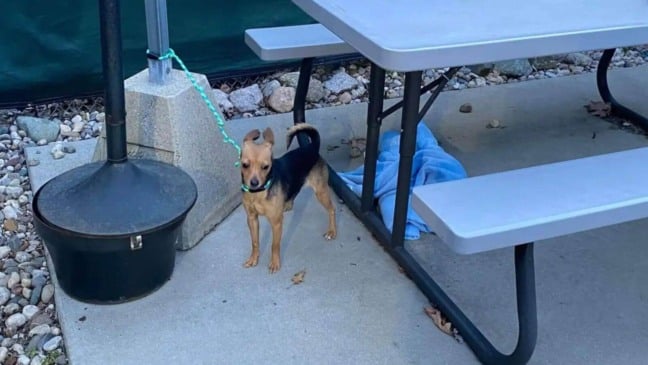 Foto: Reprodução/ONG Harbor Humane Society/The Dodo