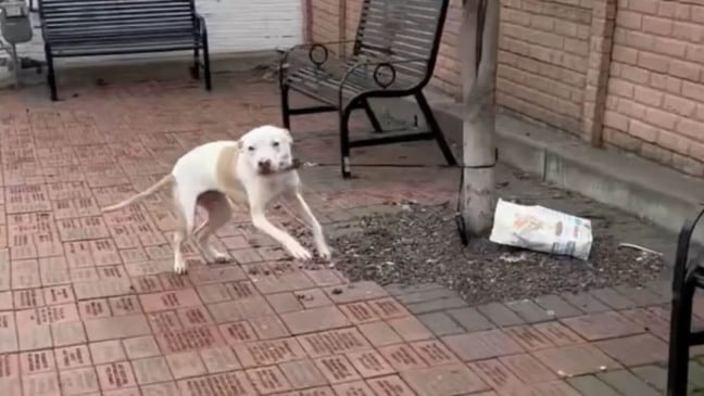 Foto: Facebook/Stray Rescue of St. Louis’ (SRSL)