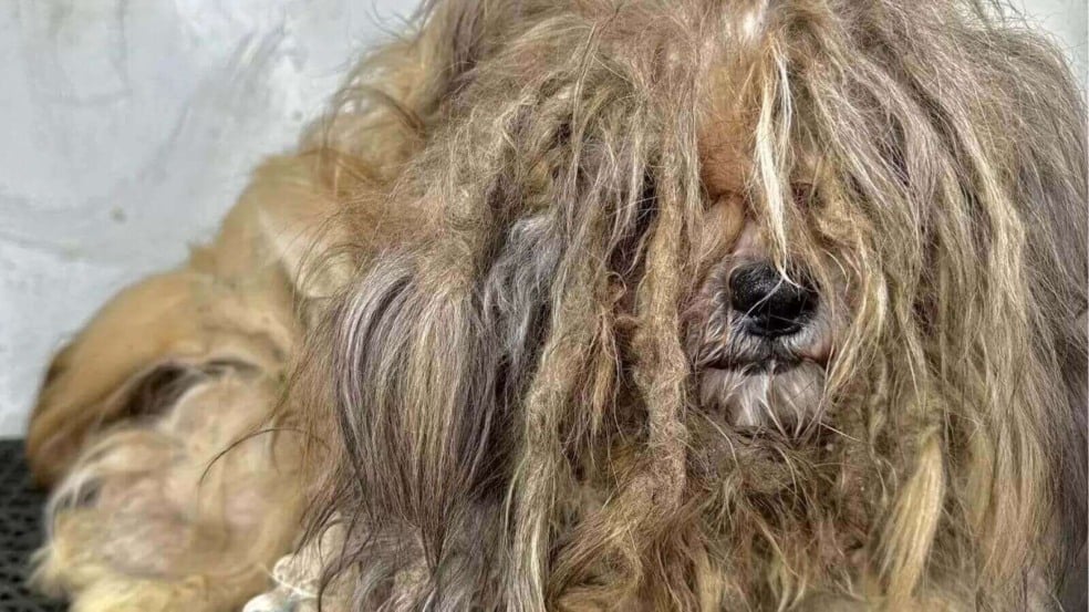 Foto: Española Humane