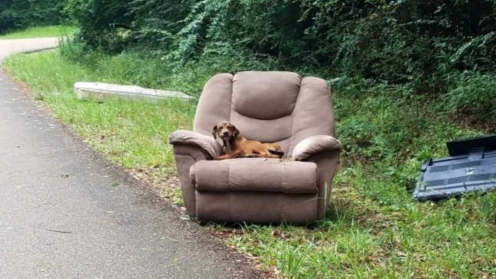 Cachorro abandonado em poltrona