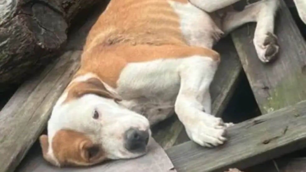 Cachorro abandonado como lixo foi baleado e perdeu toda a esperança