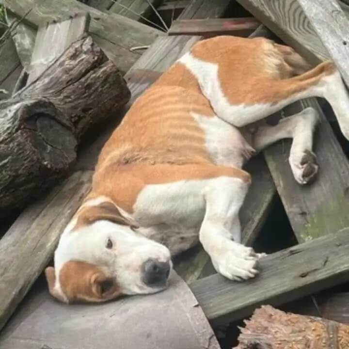 Cachorro abandonado como lixo foi baleado e perdeu toda a esperança