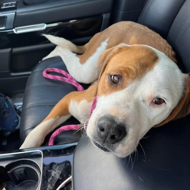 Cachorro abandonado como lixo foi baleado e perdeu toda a esperança