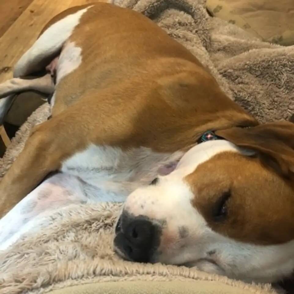 Cachorro abandonado como lixo foi baleado e perdeu toda a esperança