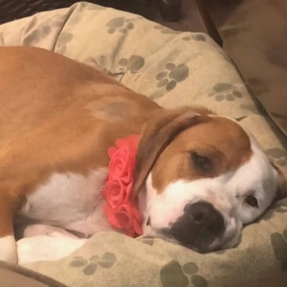 Cachorro abandonado como lixo foi baleado e perdeu toda a esperança