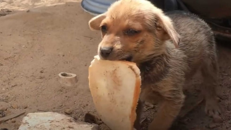Cachorro com fatia de pão na boca