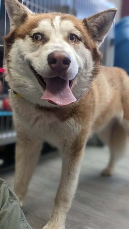 Cachorro da raça husky com pelagem branco e marrom com a língua para fora