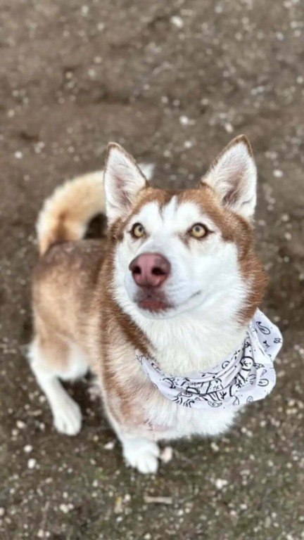 Cachorro da raça husky com pelagem branco e marrom sentado e com uma bandana branca no pescoço