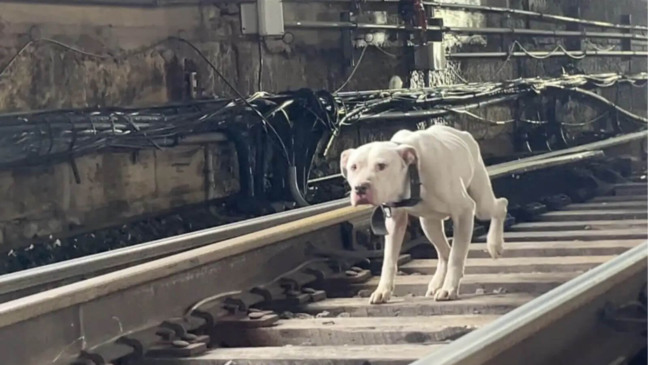 Foto: Reprodução/Stray Rescue of St. Louis/The Dodo