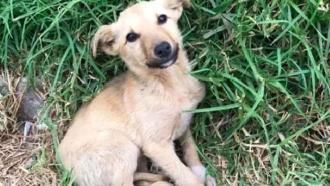 Cachorro abandonado resgatado