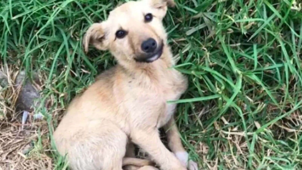 Cachorro abandonado resgatado