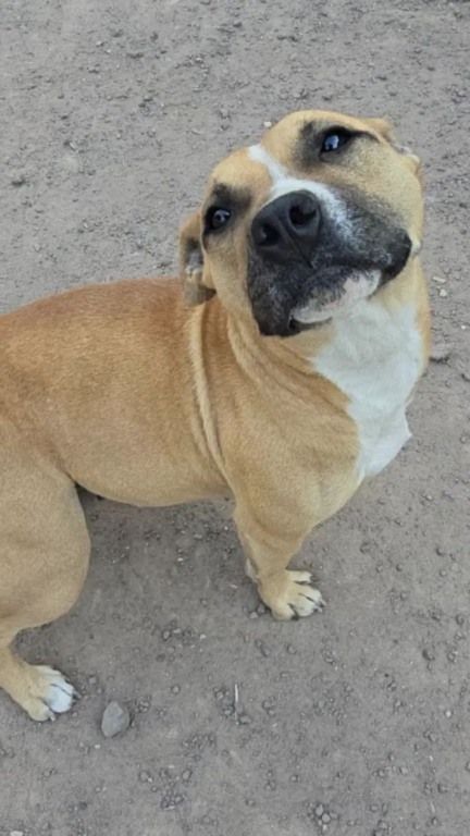 Cachorro abandonado é resgatado em rodovia