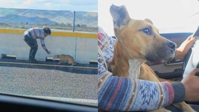 Cachorro abandonado é resgatado em rodovia